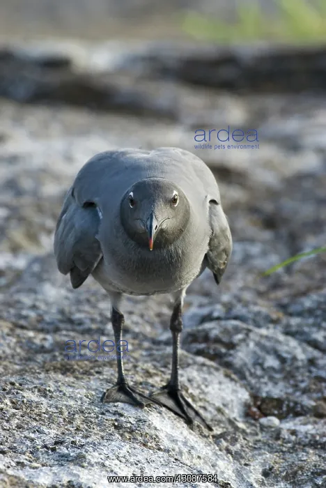 : Lava gull (Leucophaeus fulginosus) on Genovesa Island : Lava gull (Leucophaeus fulginosus) on Genovesa Island