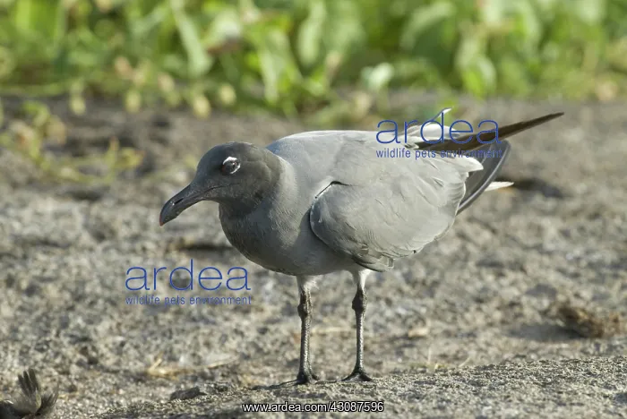 : Lava gull (Leucophaeus fulginosus) on Genovesa Island : Lava gull (Leucophaeus fulginosus) on Genovesa Island