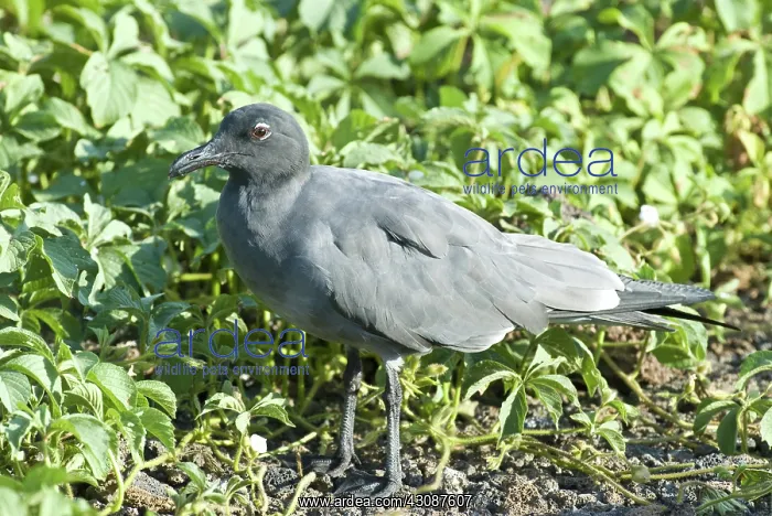 : Lava gull (Leucophaeus fulginosus) on Genovesa Island : Lava gull (Leucophaeus fulginosus) on Genovesa Island