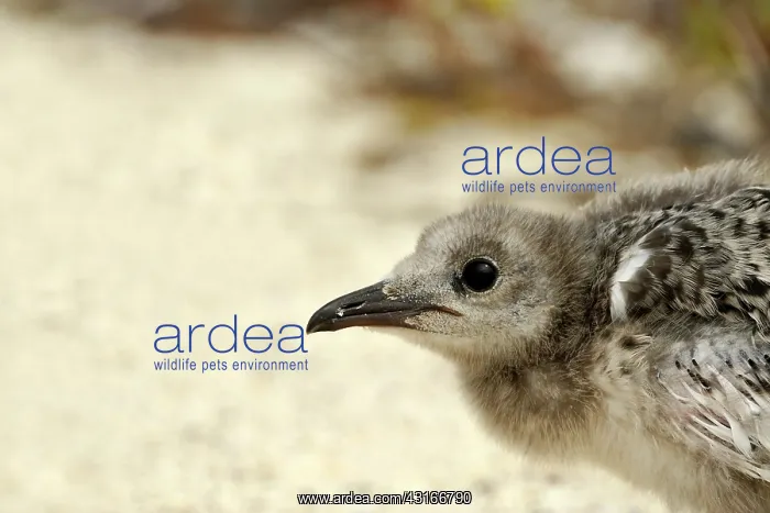 : Lava Gull (Larus Fulliginosus) chick sitting on the beach, Ecuador, Galapagos : Lava Gull (Larus Fulliginosus) chick sitting on the beach, Ecuador, Galapagos
