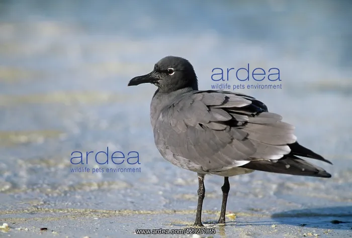 : Lava Gull - endemic : Lava Gull - endemic