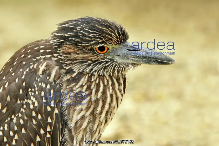 : Lava Heron : Lava Heron