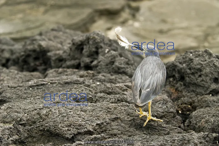 : Lava heron : Lava heron