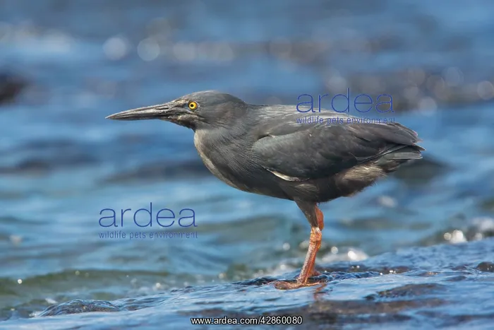 : Lava Heron - endemic Galapagos heron, feeding on : Lava Heron - endemic Galapagos heron, feeding on