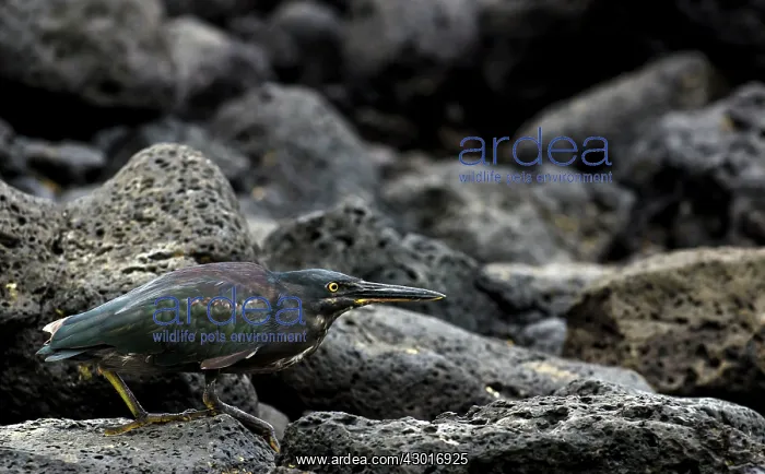 : Lava Heron on lava rock in hunting position : Lava Heron on lava rock in hunting position