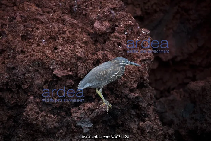 : Lava Heron - Perched on a rock face - Rabida Island : Lava Heron - Perched on a rock face - Rabida Island