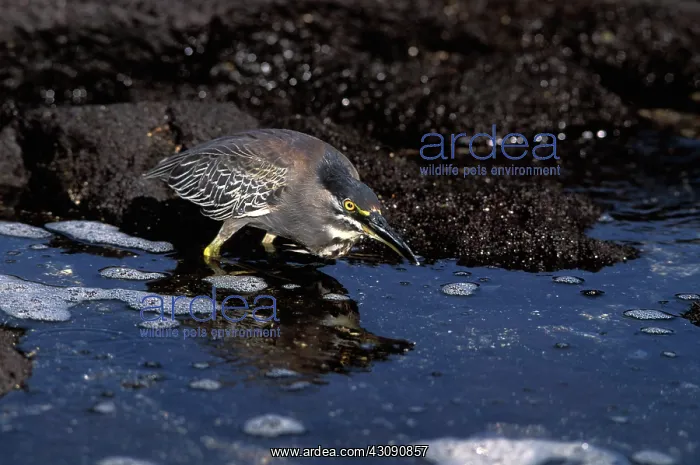 : Lava Heron stalks a crab : Lava Heron stalks a crab