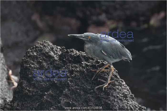 : Lava Heron - standing on a rock - North Seymour : Lava Heron - standing on a rock - North Seymour