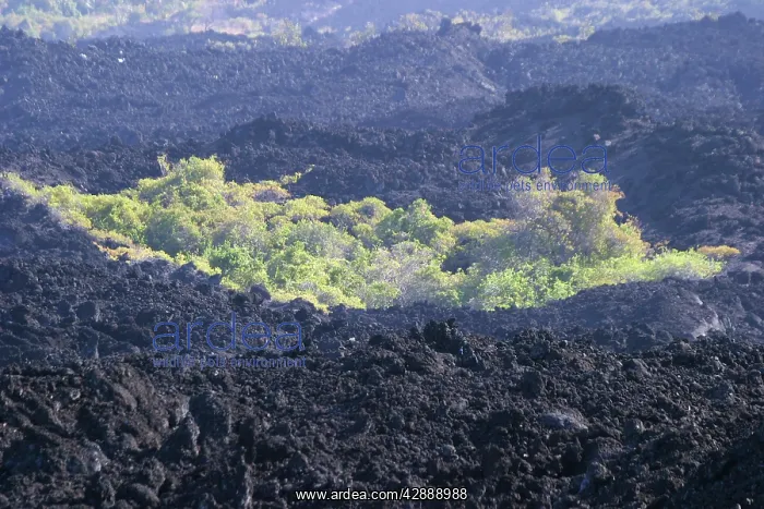 : Lava from Karthala Volcano : Lava from Karthala Volcano