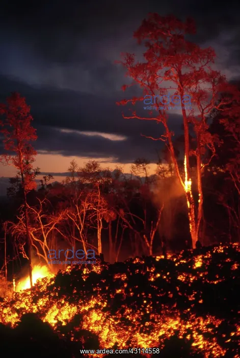 : Lava, Kilauea Volcano, Hawaii : Lava, Kilauea Volcano, Hawaii