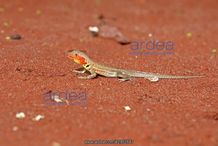 : Lava Lizard : Lava Lizard