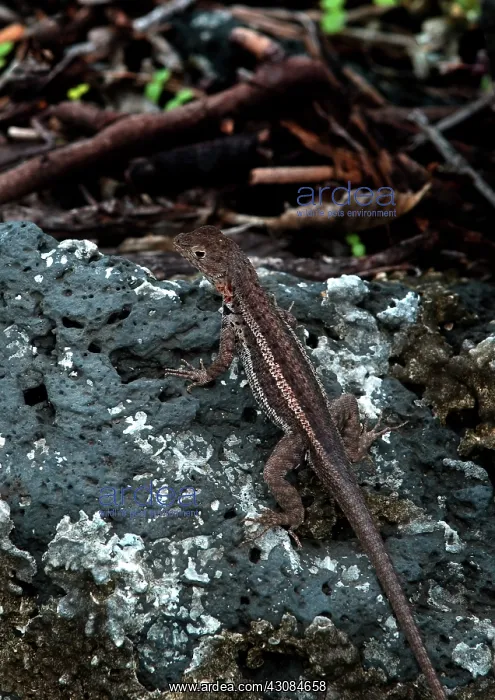 : Lava Lizard : Lava Lizard