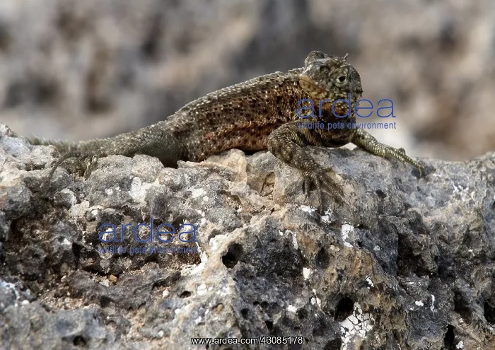 : Lava Lizard : Lava Lizard
