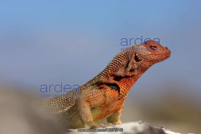 : Lava Lizard (Tropidurus sp.) : Lava Lizard (Tropidurus sp.)