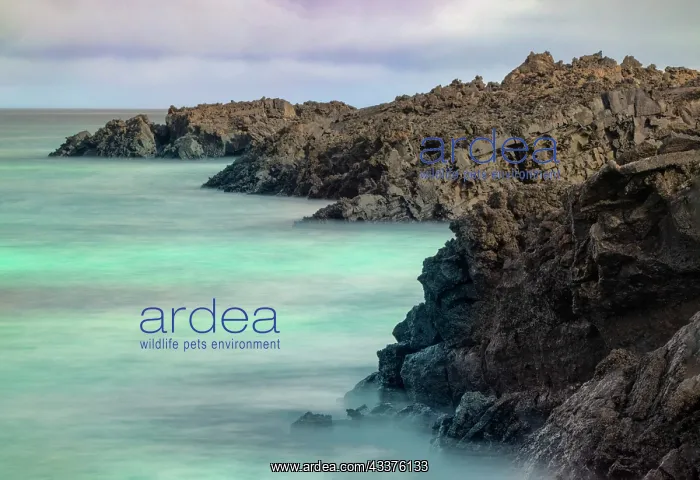 : Lava rocks along tranquil shoreline of San Cristobal : Lava rocks along tranquil shoreline of San Cristobal