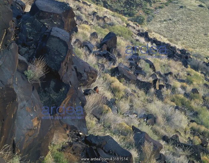 : Lava Rocks in Utah : Lava Rocks in Utah