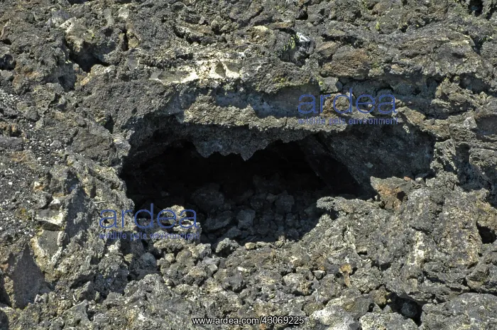  : Lava Tube. Lava tube, or surface tube, formed when the surface lava cooled