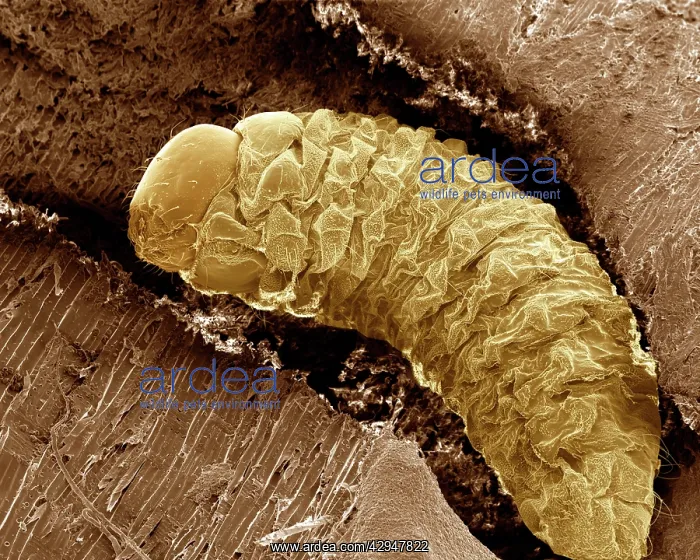 : Lavae of Woodworm or Furniture Beetle : Lavae of Woodworm or Furniture Beetle