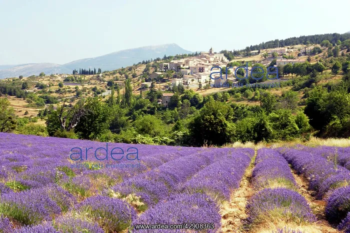 : Lavandin - Lavender : Lavandin - Lavender