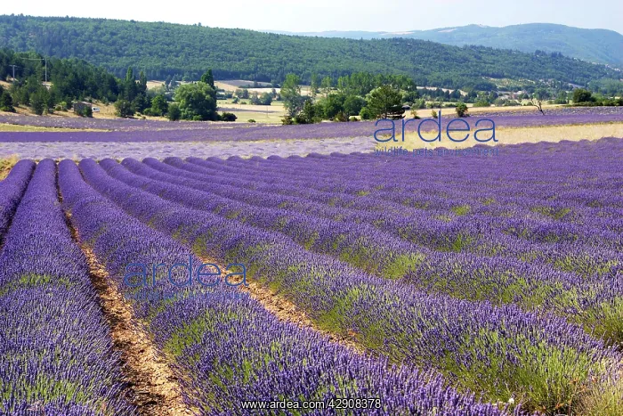 : Lavandin - Lavender : Lavandin - Lavender