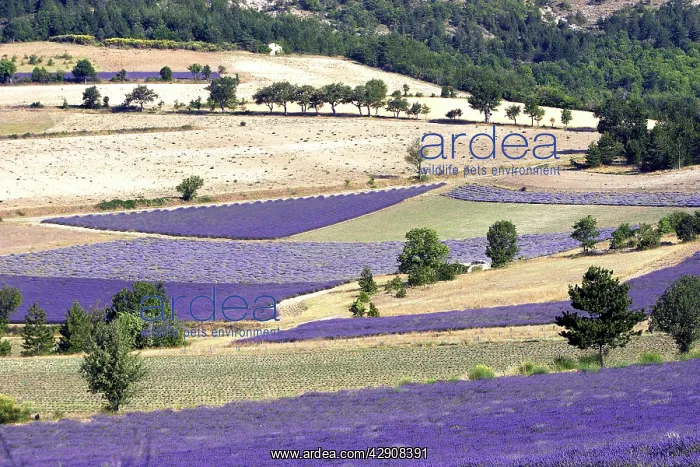 : Lavandin - Lavender : Lavandin - Lavender