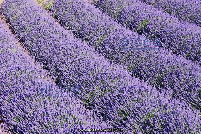 : Lavandin - Lavender : Lavandin - Lavender