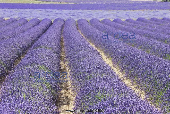 : Lavandin - Lavender : Lavandin - Lavender