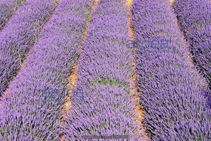 : Lavandin - Lavender : Lavandin - Lavender