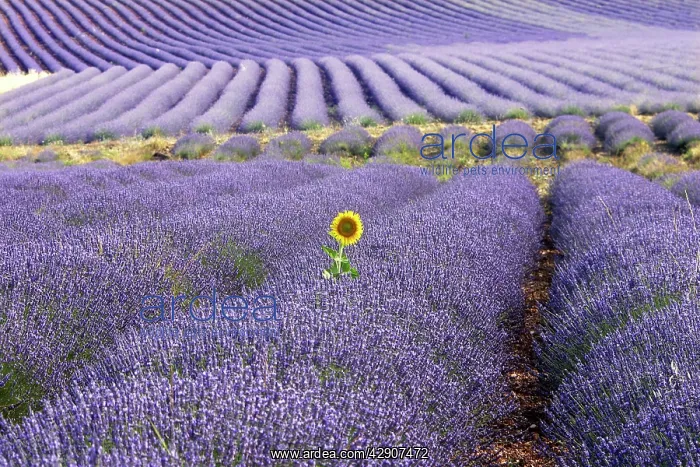 : Lavandin - Lavender - with single Sunflower : Lavandin - Lavender - with single Sunflower