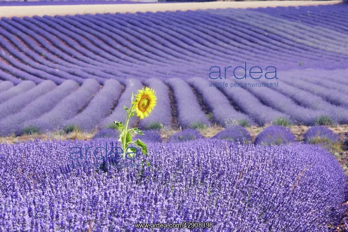: Lavandin - Lavender - with single Sunflower : Lavandin - Lavender - with single Sunflower