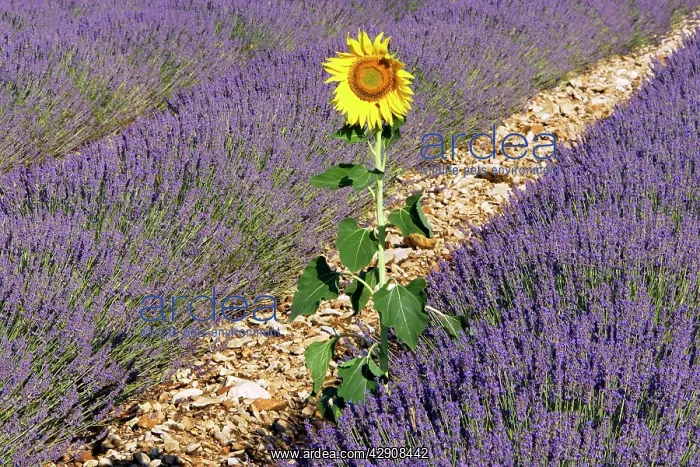 : Lavandin - Lavender - with single Sunflower : Lavandin - Lavender - with single Sunflower