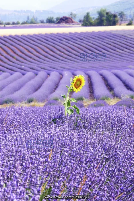 : Lavandin - Lavender - with Sunflower : Lavandin - Lavender - with Sunflower