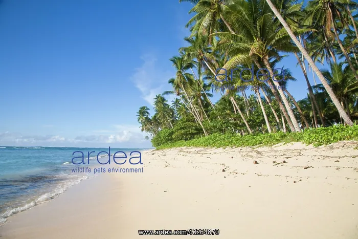 : Lavena Beach, Taveuni, Fiji : Lavena Beach, Taveuni, Fiji