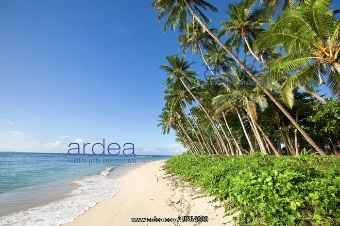 : Lavena Beach, Taveuni, Fiji : Lavena Beach, Taveuni, Fiji