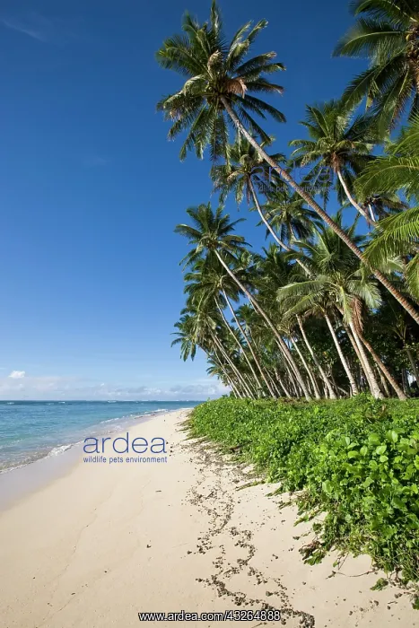 : Lavena Beach, Taveuni, Fiji : Lavena Beach, Taveuni, Fiji