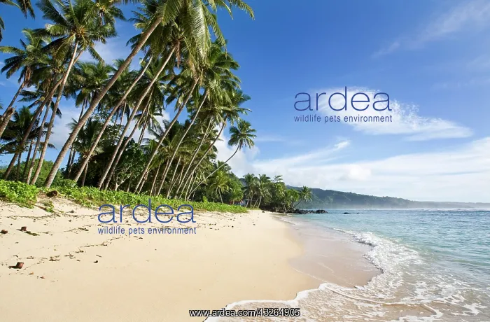 : Lavena Beach, Taveuni, Fiji : Lavena Beach, Taveuni, Fiji