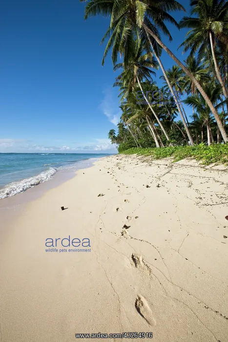 : Lavena Beach, Taveuni, Fiji : Lavena Beach, Taveuni, Fiji