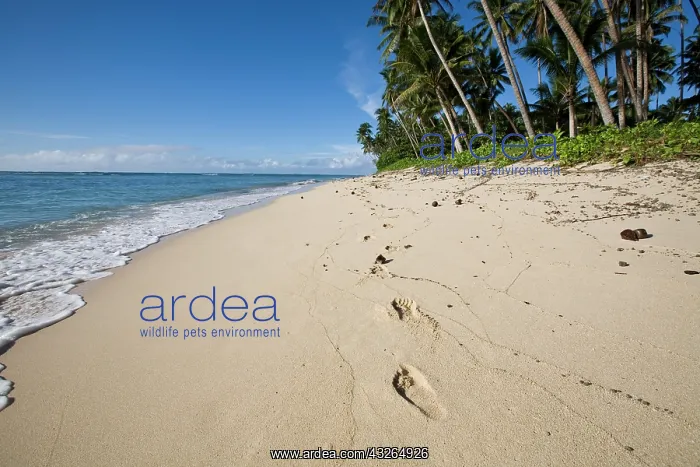 : Lavena Beach, Taveuni, Fiji : Lavena Beach, Taveuni, Fiji