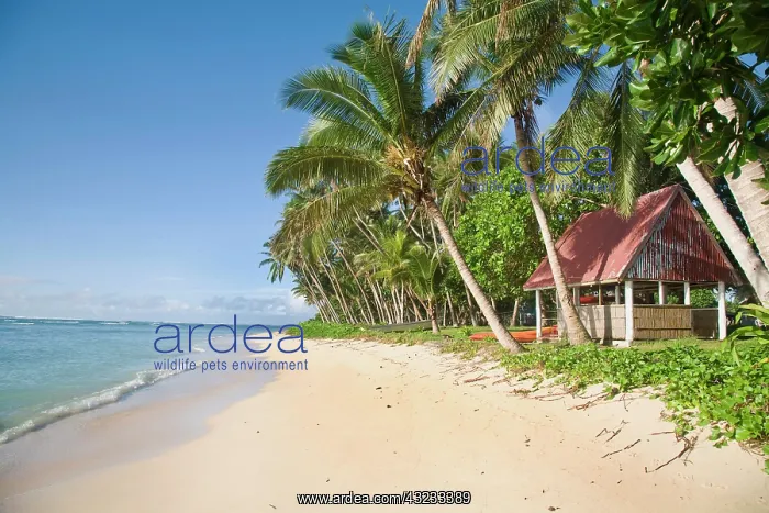: Lavena Beach, Taveuni, Fiji, traditional : Lavena Beach, Taveuni, Fiji, traditional