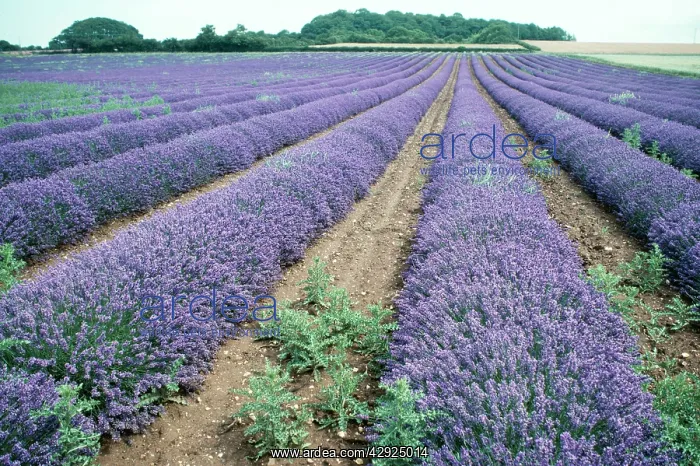  : LAVENDER (Lavendula spica ). Norfolk, UK