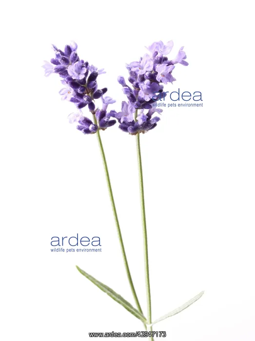 : Lavender, Lavandula augustifolia : Lavender, Lavandula augustifolia