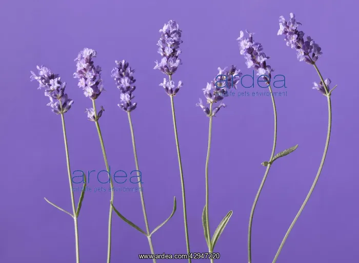 : Lavender, Lavandula augustifolia : Lavender, Lavandula augustifolia