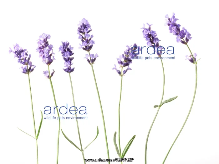 : Lavender, Lavandula augustifolia : Lavender, Lavandula augustifolia