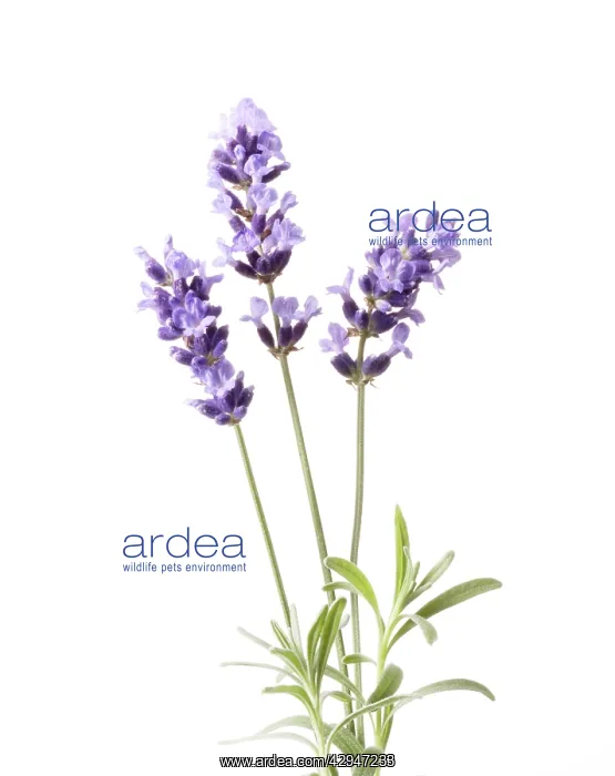 : Lavender, Lavandula augustifolia : Lavender, Lavandula augustifolia