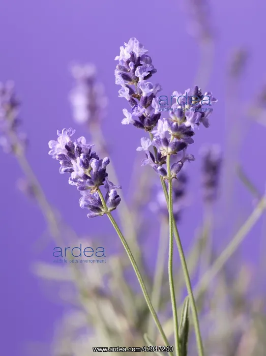 : Lavender, Lavandula augustifolia : Lavender, Lavandula augustifolia