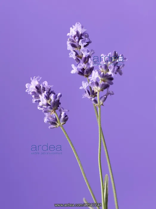 : Lavender, Lavandula augustifolia : Lavender, Lavandula augustifolia
