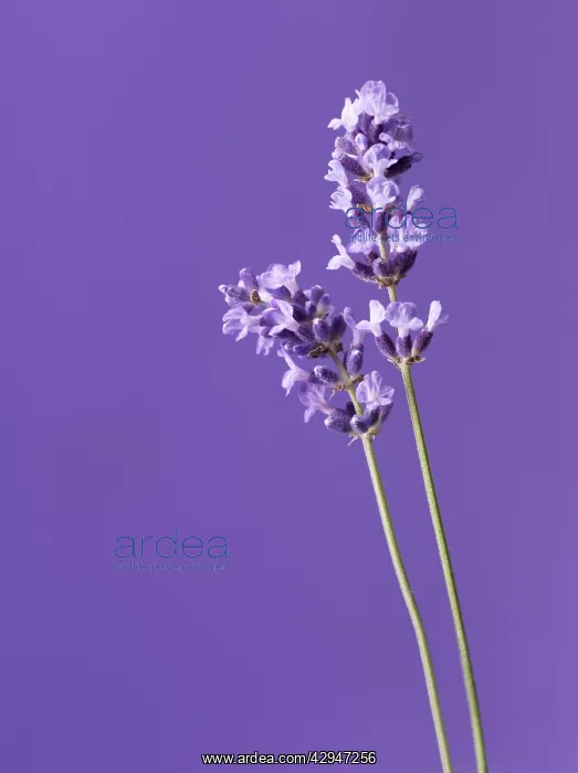 : Lavender, Lavandula augustifolia : Lavender, Lavandula augustifolia