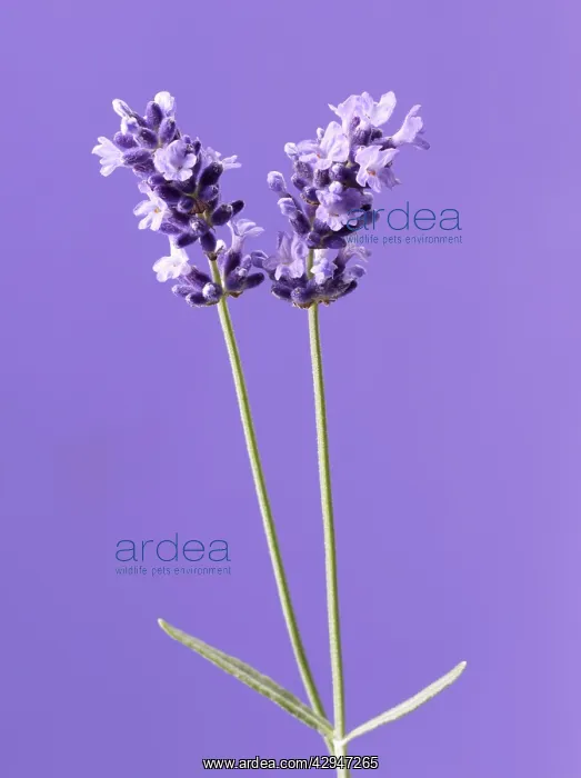 : Lavender, Lavandula augustifolia : Lavender, Lavandula augustifolia