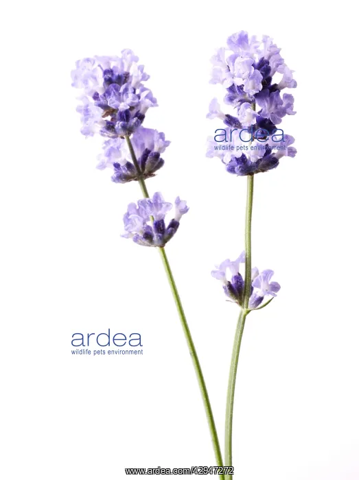 : Lavender, Lavandula augustifolia : Lavender, Lavandula augustifolia