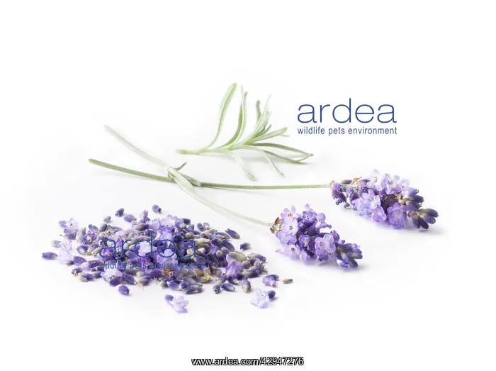: Lavender, Lavandula augustifolia : Lavender, Lavandula augustifolia